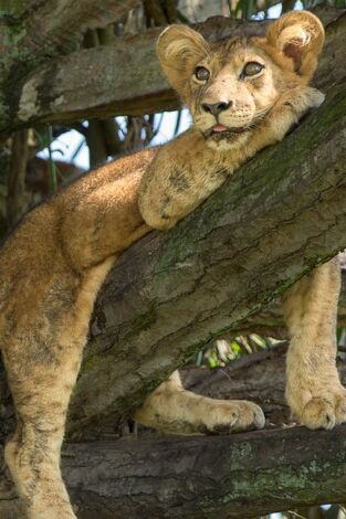 Los leones trepadores