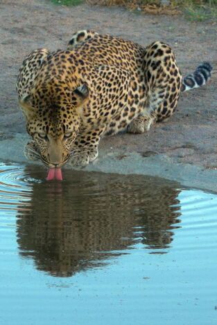 El reino del leopardo