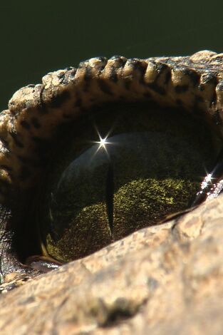 El reino letal de África. El reino letal de África: Kalahari