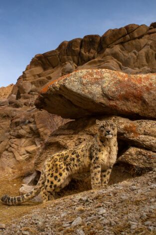 Felinos salvajes de la India. Felinos salvajes de la...: El reino de los grandes felinos