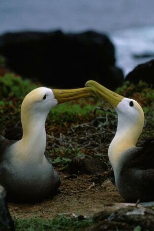 Los secretos naturales del ecuador. Los secretos naturales...: El Amazonas