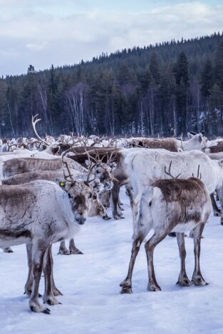 Europa: naturaleza salvaje. Europa: naturaleza...: Salvando a los osos europeos