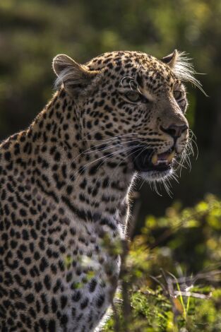 Toto, la leopardo de ojos jade