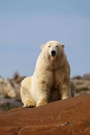 Poster de El reino del oso polar: El viaje del cachorro