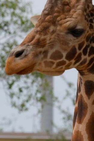 Los secretos del zoo: Tampa. Los secretos del zoo:...: Aterrizaje forzoso