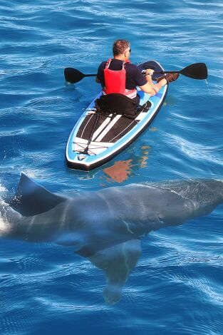 Cuando los tiburones atacan. Cuando los tiburones...: Crisis en California