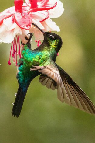 Poster de la película Costa Rica, el efecto de los colibríes - Películas hoy en TV