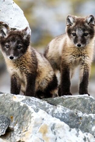 La increíble migración animal. La increíble migración...: Crianza polar