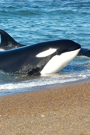 Vida animal. Vida animal: Escuela de orcas asesinas