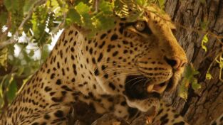 Cazadores de África. Cazadores de África: El leopardo hambriento