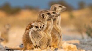 La dinastía de los suricatos. La dinastía de los...: Contra viento y marea