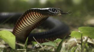 Serpientes extremas. Serpientes extremas: Australia