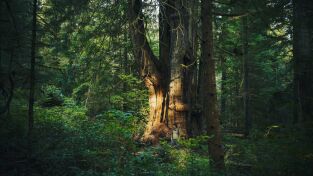 El mundo invisible de los bosques. El mundo invisible de...: El cedro rojo (Canadá)