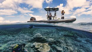 Australia: La Gran Barrera de Coral en peligro. Australia: La Gran...: Los corales