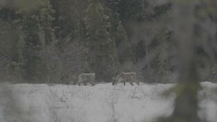 Las Montañas Rocosas: de Yellowstone a Yukón. Las Montañas Rocosas:...: Caribúes