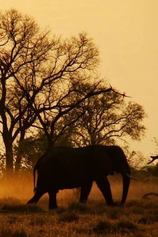 La odisea de los animales. La odisea de los animales: El elefante