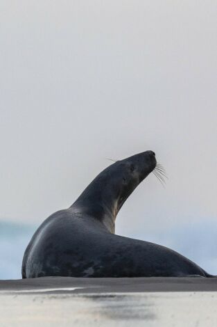 Las focas de la isla Sable