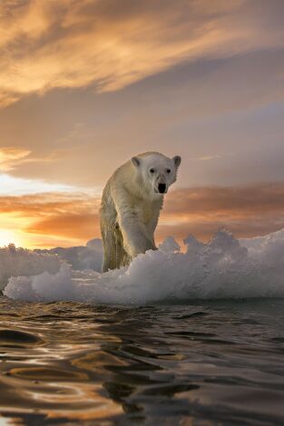 ADN Animal. ADN Animal: Bajo el mar azul. Parte 2