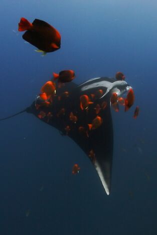 Mantarrayas: criaturas de otro planeta