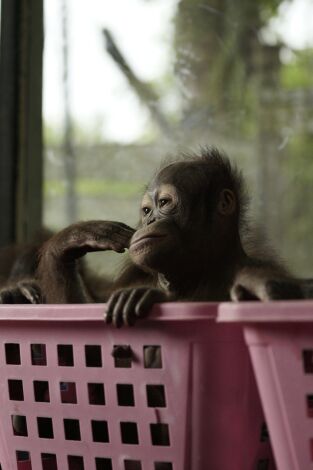 Escuela de orangutanes. Escuela de orangutanes: Ep.9