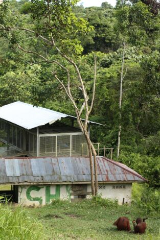 Escuela de orangutanes. Escuela de orangutanes: Kesi pasa página