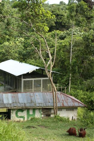 Escuela de orangutanes. Escuela de orangutanes: El nuevo amigo de Wine