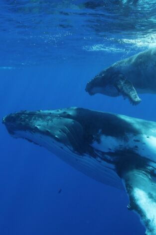 La sabiduría de la ballena