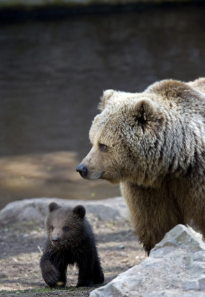 Poster de la película Concebido para matar: El oso grizzly - Películas hoy en TV