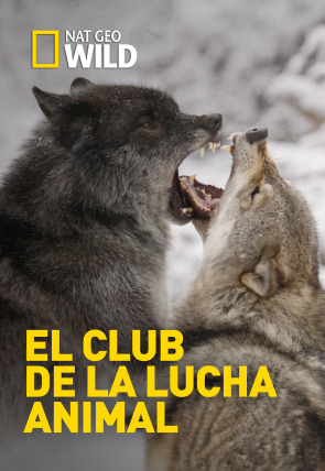 Poster de la película El club de la lucha animal · Plan de ataque - Películas hoy en TV