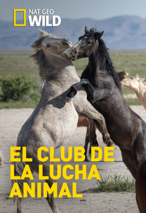 Poster de la película El club de la lucha animal · Potencia de fuego - Películas hoy en TV