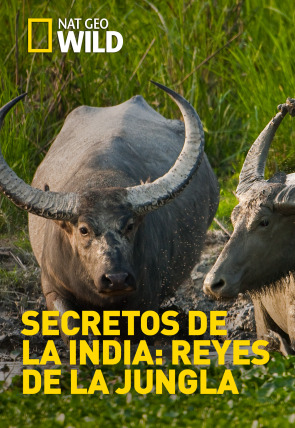 Secretos de la India: Reyes de la jungla en la programación de Nat Geo Wild HD (Documentales)