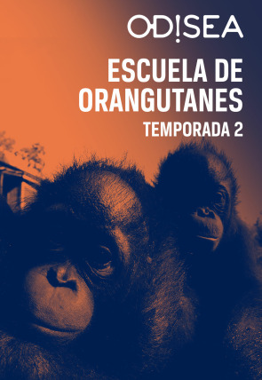 Poster de la película Escuela de orangutanes · Epidemia - Películas hoy en TV