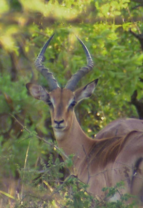 Los depredadores más letales de África · Oportunistas en la programación de Nat Geo Wild HD (Naturaleza)