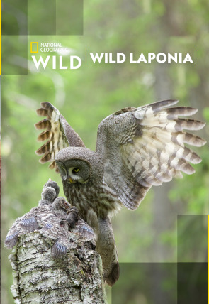 Poster de Wild Laponia