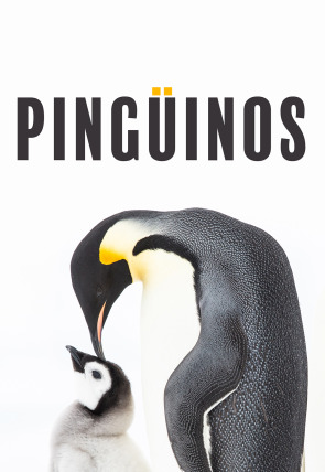 Pingüinos portada