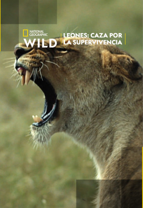 Leones: caza por la supervivencia en la programación de Nat Geo Wild HD (Documentales)