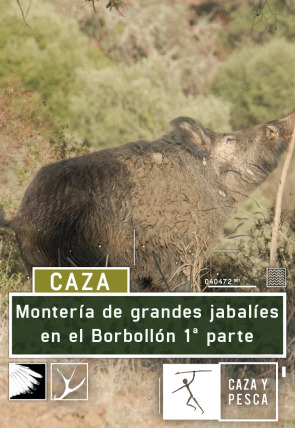 Montería de grandes jabalies en El Borbollón. 1ª parte en la programación de Caza y Pesca HD (Ocio y Aficiones)