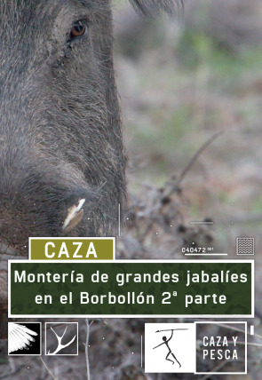 Montería de grandes jabalies en El Borbollón. 2ª parte en la programación de Caza y Pesca HD (Ocio y Aficiones)