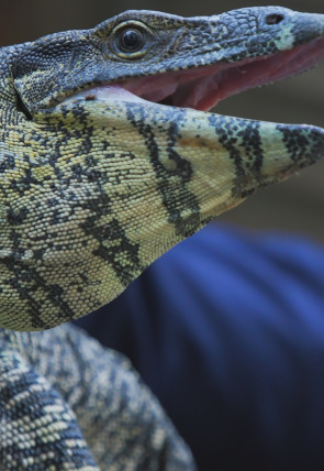 Australia: cazadores de serpientes · Una pitón en el patio portada