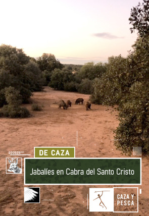 Jabalíes en Cabra del Santo Cristo en la programación de Caza y Pesca HD (Ocio y Aficiones)