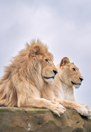 Poster de la película One Zoo Three: Parejas perfectas - Películas hoy en TV