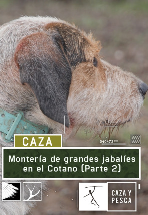 Montería de grandes jabalíes en el Cotano. 2ª parte en la programación de Caza y Pesca HD (Ocio y Aficiones)