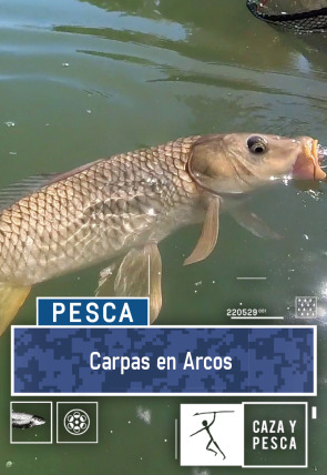 Carpas en Arcos en la programación de Caza y Pesca HD (Ocio y Aficiones)