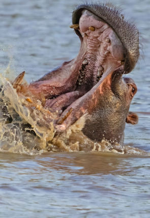 Hipopótamos y cocodrilos con Steve Backshall · Hipopótamos con Steve Backshall II en la programación de M+ Documentales HD (Documentales)