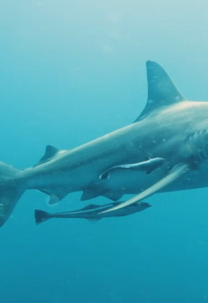 Ataque de tiburón 360 · Mandíbulas urbanas en la programación de Nat Geo Wild HD (Naturaleza)