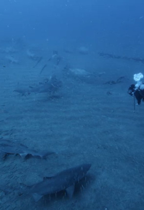 Ataque de tiburón 360 · Mordeduras a poca profundidad en la programación de Nat Geo Wild HD (Naturaleza)