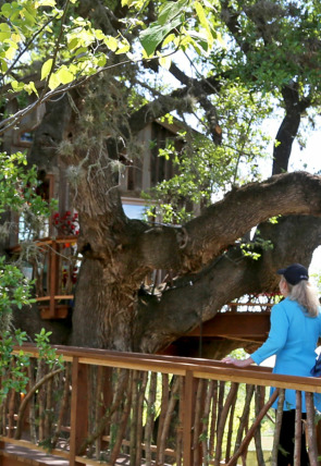 Mi casa en un árbol: Casa en un árbol a la francesa portada