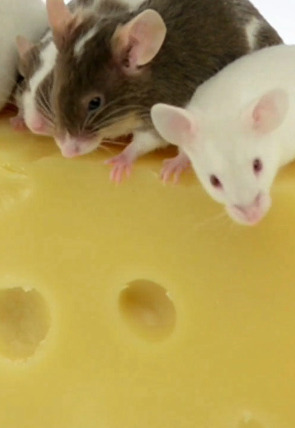 ¿Cómo lo hacen? Mundo animal · Ratones con queso y manatíes flatulentos portada