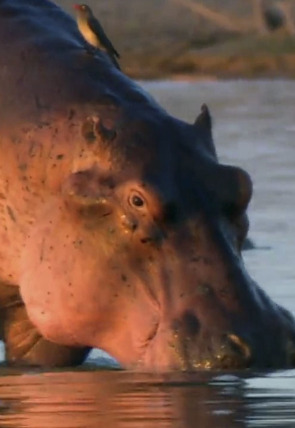 ¿Cómo lo hacen? Mundo animal · Ballenas voladoras y protección solar para hipopótamos portada