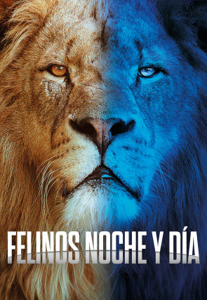 Poster de la película Felinos noche y día - Películas hoy en TV